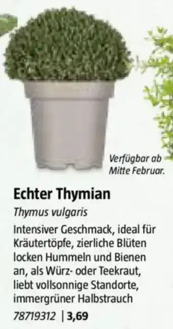 Bauhaus Echter Thymian Angebot