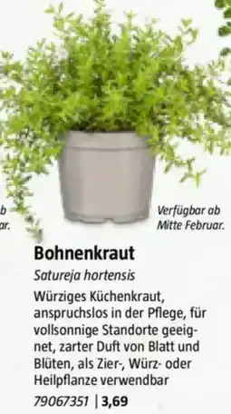 Bauhaus Bohnenkraut Angebot