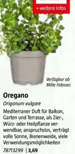 Bauhaus Oregano Angebot