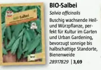 Bauhaus BIO-Salbei Angebot