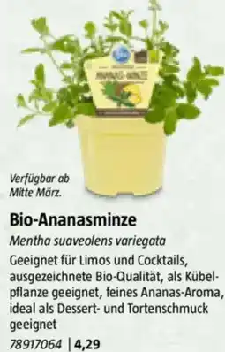 Bauhaus Bio-Ananasminze Angebot