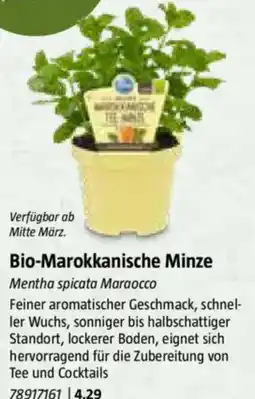 Bauhaus Bio-Marokkanische Minze Angebot