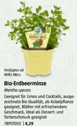 Bauhaus Bio-Erdbeerminze Angebot