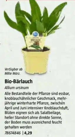 Bauhaus Bio-Bärlauch Angebot