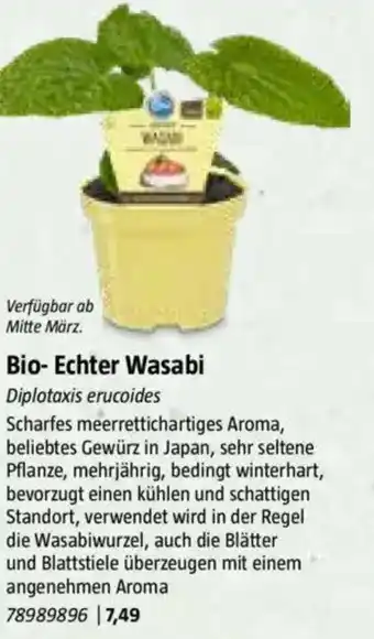 Bauhaus Bio- Echter Wasabi Angebot