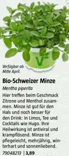 Bauhaus Bio-Schweizer Minze Angebot