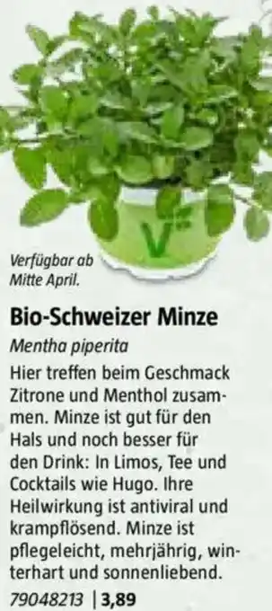 Bio-Schweizer Minze