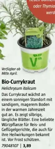 Bauhaus Bio-Currykraut Helichrysum italicum Angebot