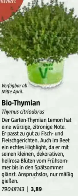 Bauhaus Bio-Thymian Angebot