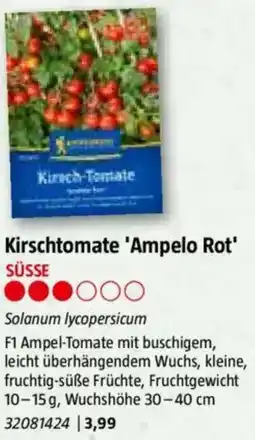 Bauhaus Kirschtomate 'Ampelo Rot Angebot