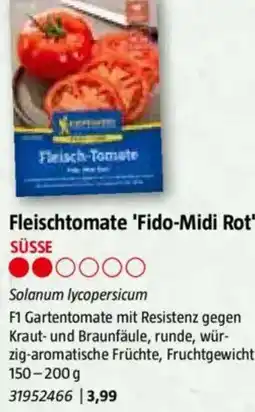 Bauhaus Fleischtomate 'Fido-Midi Rot Angebot