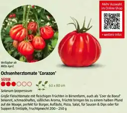 Bauhaus Ochsenherztomate 'Corazon Angebot
