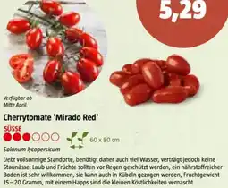 Bauhaus Cherrytomate 'Mirado Red Angebot