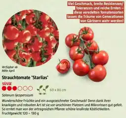 Bauhaus Strauchtomate Starlias Angebot