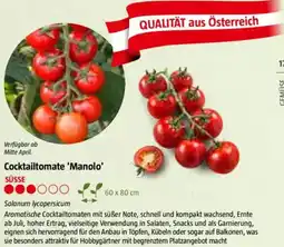 Bauhaus Cocktailtomate 'Manolo Angebot