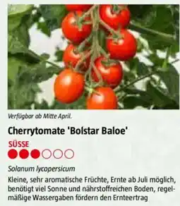Bauhaus Cherrytomate 'Bolstar Baloe Angebot