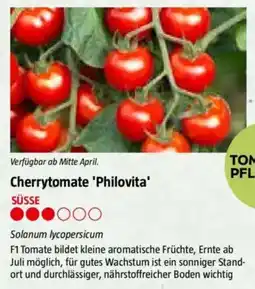 Bauhaus Cherrytomate 'Philovita Angebot