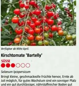 Bauhaus Kirschtomate 'Bartelly Angebot