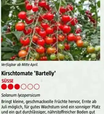 Bauhaus Kirschtomate 'Bartelly Angebot