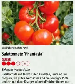 Bauhaus Salattomate 'Phantasia Angebot