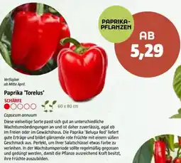 Bauhaus Paprika 'Torelus Angebot