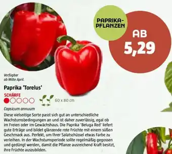 Paprika 'Torelus