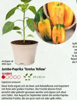 Bauhaus Jumbo-Paprika 'Torelus Yellow Angebot