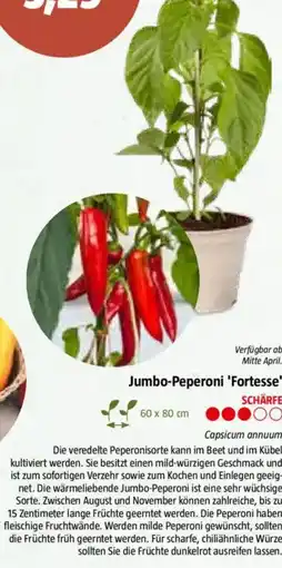 Bauhaus Jumbo-Peperoni 'Fortesse Angebot