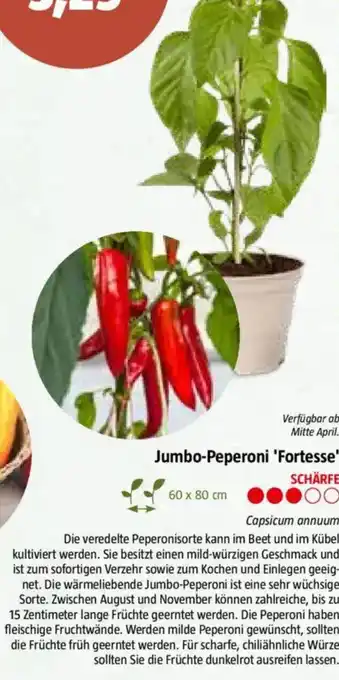 Bauhaus Jumbo-Peperoni 'Fortesse Angebot