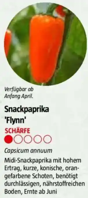 Bauhaus Snackpaprika 'Flynn' Angebot