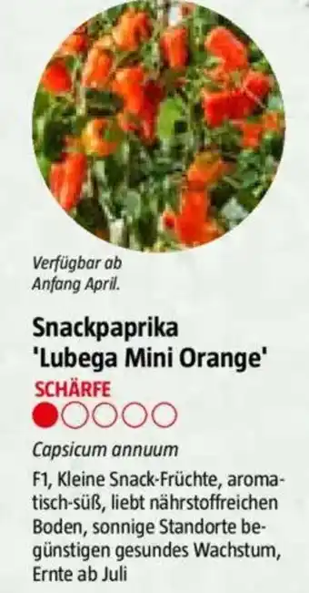 Bauhaus Snackpaprika 'Lubega Mini Orange' Angebot