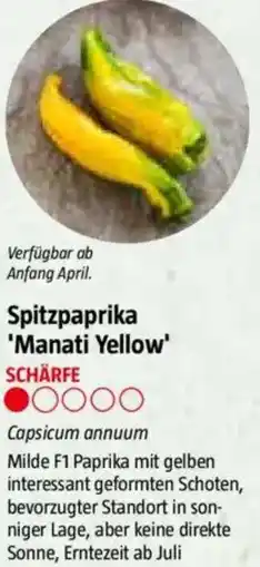 Bauhaus Spitzpaprika 'Manati Yellow' Angebot
