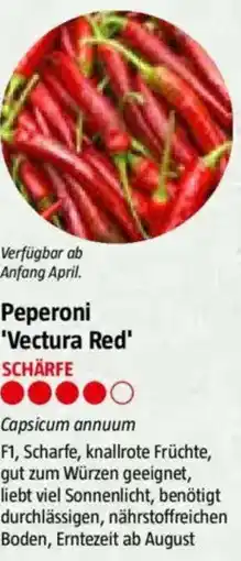 Bauhaus Peperoni 'Vectura Red Angebot