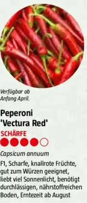 Bauhaus Peperoni 'Vectura Red Angebot