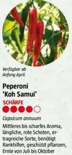 Bauhaus Peperoni 'Koh Samui Angebot
