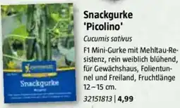 Bauhaus Snackgurke 'Picolino' Angebot