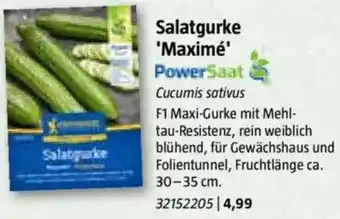 Bauhaus Salatgurke 'Maximé Angebot