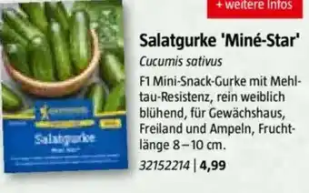 Bauhaus Salatgurke 'Miné-Star Angebot