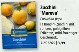 Bauhaus Zucchini 'Mareva' Angebot