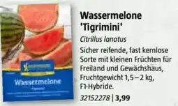 Bauhaus Wassermelone 'Tigrimini' Angebot