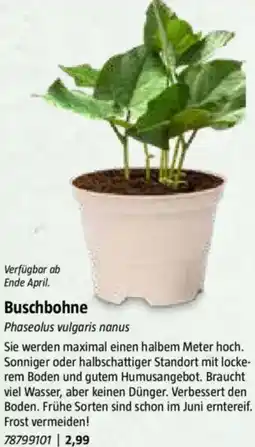 Bauhaus Buschbohne Angebot
