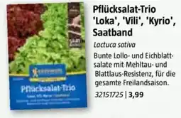 Bauhaus Pflücksalat-Trio 'Loka', 'Vili', 'Kyrio', Saatband Angebot