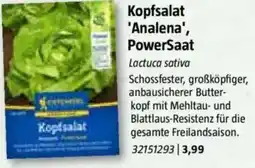 Bauhaus Kopfsalat 'Analena', PowerSaat Angebot