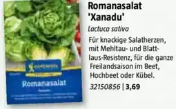 Bauhaus Romanasalat 'Xanadu' Angebot