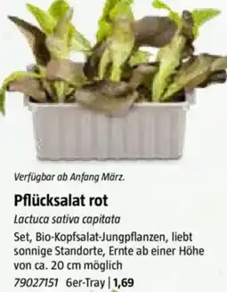 Bauhaus Pflücksalat rot Angebot