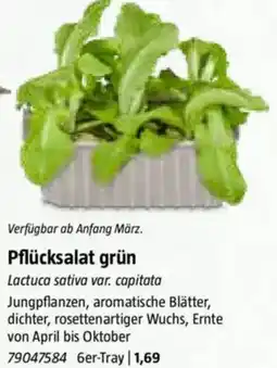 Bauhaus Pflücksalat grün Angebot