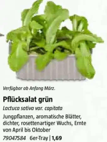 Bauhaus Pflücksalat grün Angebot