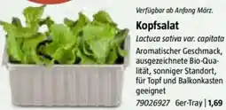 Bauhaus Kopfsalat Angebot
