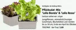 Bauhaus Pflücksalat -Mix 'Lollo Bionda' & 'Lollo Rosso' Angebot