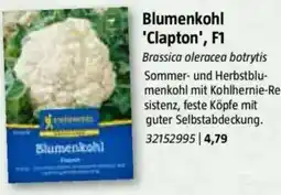 Bauhaus Blumenkohl 'Clapton', F1 Angebot